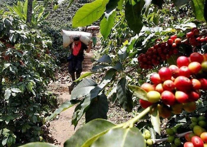 coffee farm